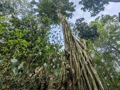 -西双版纳原始森林公园