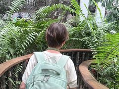 -正佳雨林生态植物园