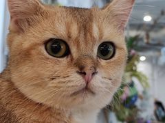 -共舞时光猫咖·狗咖(新街口店)