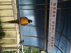 iphone_upload_pic-百鸟园