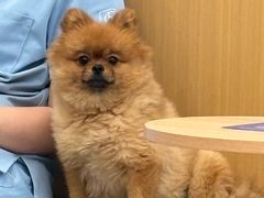 -小伙伴宠物医院•急重症转诊中心·老年专科·犬猫全科(北大街总院)