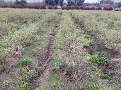 -金谷域澳洲庄园