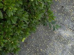 -大明寺素斋