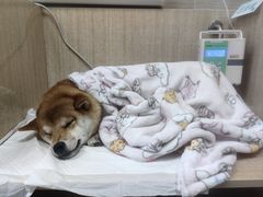 -北京观赏动物医院·24小时大型综合·猫专科·异宠专科