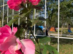 -武汉紫薇都市田园