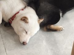 -柴犬小屋·柴餐厅·狗咖食堂(金鼎广场店)