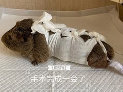 -北京观赏动物医院·24小时大型综合·猫专科·异宠专科