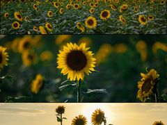 -光明小镇欢乐田园