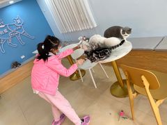 -喵宠乐园·撸猫互动·猫舍