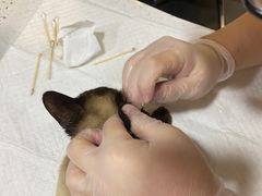 -宠爱国际动物医院·消化内科·心肾内科·ISFM猫友好(望京店)
