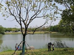 -贡湖湾湿地公园