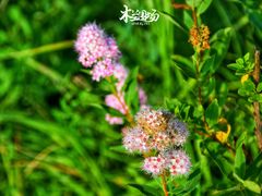 -木兰围场