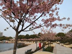 -新江湾城公园