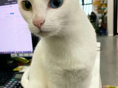 -瑞派宠物医院(搏威敦和院)