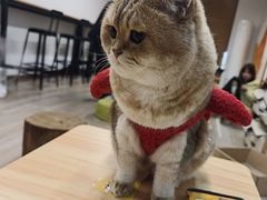 -柴迷FANS CLUB·柴犬狗咖·猫咖