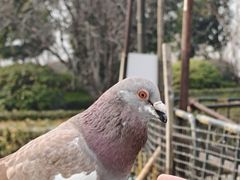 -香山寺