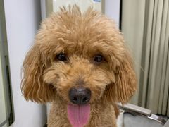 -安安宠物医院(情缘分院)