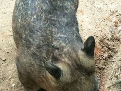 -费瑟代尔野生动物园