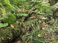 -五营红松林海景区