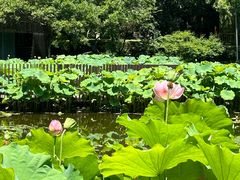 -陈家山荷花公园