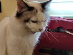 -猫色咖啡·猫咖