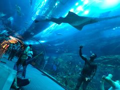 -迪拜水族馆及水下动物园