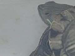 -北京观赏动物医院·24小时大型综合·猫专科·异宠专科
