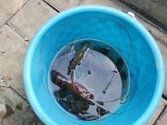 -小象钓虾·营地烧烤(洛溪店)