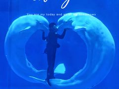 -海合安青岛极地海洋公园