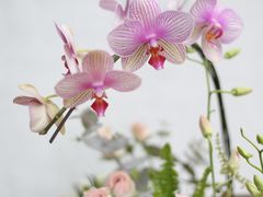 -花到家(富贵鸟花艺行)