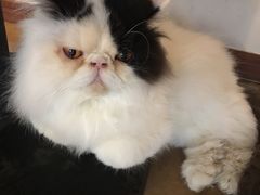 -共舞时光猫咖·狗咖(新街口店)