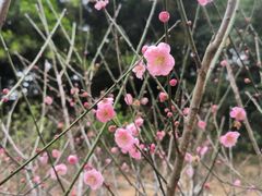 -中山市树木园