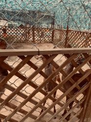 -萌宠亲子动物乐园(槐房万达店)