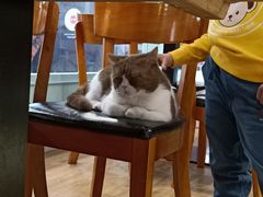 -猫小院猫主题餐厅(三里屯店)