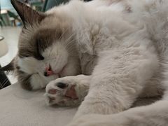 -安格丽娜·狗咖·猫咖羊驼咖(春熙路百盛商场店)