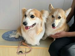 -芭比堂动物医院·CT·微创中心(新顺分院)