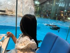 -帝企鹅自助餐厅•儿童岛•真企鹅(长隆企鹅酒店)