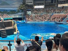 -海合安成都极地海洋公园
