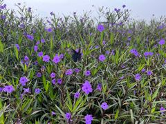 -中国天府农业博览园