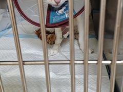 -乐琪宠物医院·犬猫专科·骨外科·急重症