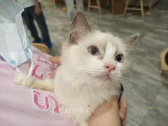 -楼上猫咖(罗湖店)