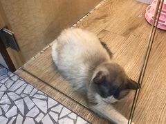-momokira米努特·德文卷毛猫·棉花面纱犬