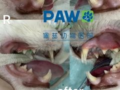 -佩兹宠物医院肿瘤专科·眼科·牙科(黄浦店)