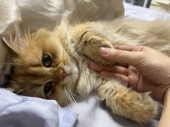 -瑞派雷欧宠物医院·24h夜诊·心脏骨科牙科·全科重症转诊中心(无影山店)