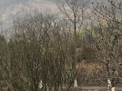 -金钉子远古世界景区