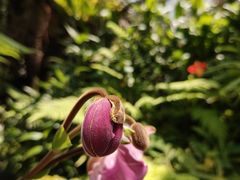 -新加坡植物园
