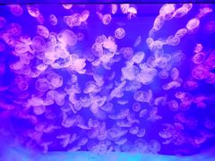 -沈阳海洋探索中心