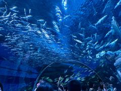 -海合安成都极地海洋公园