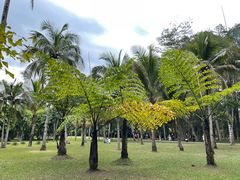-中国科学院西双版纳热带植物园