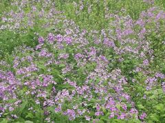 -紫颐香薰山谷景区